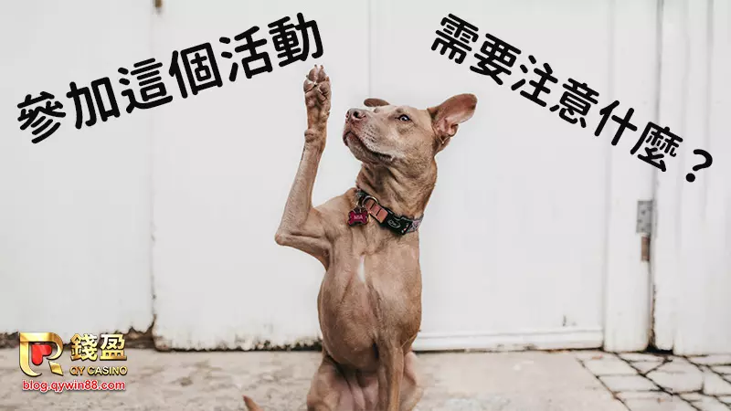 (百家樂挑戰賽規定,沒注意回饋就飛了~)